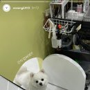 몽몽이털 네이버블로그