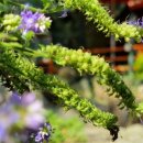 드리밍하우스 이미지