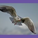 원앙약국 이미지