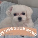 몽스케치 이미지