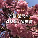 왕벚꽃 이미지