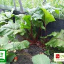 산하농원 이미지