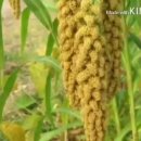 관저중로-11 이미지