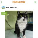 도그마캣용인