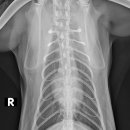 워너비 동물병원 이미지