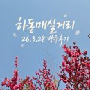 서초중앙로29길 28 (11) | 서울 용답역 하동매실거리 홍매화 아기랑 주차장 개화율(3월28일 토)