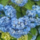 안덕면사무소 앞 이미지