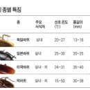 바퀴벌레