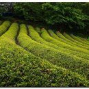 영천다원 이미지