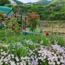 시골막걸리 이미지