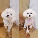바비숑펫살롱 | 방림동 애견미용 바비숑 펫살롱