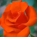 Westlife - The Rose 이미지