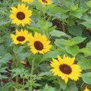 해바라기집밥 이미지