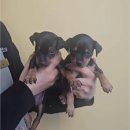 동양에너지 | 부여강아지 미니핀 분양, 대전 동양 애견에서 만난 든든한 친구