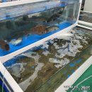 회뜰날야외수산 네이버블로그