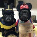 댕댕수라상 이미지