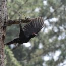 딱따구리 이미지