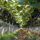 영농종묘농약사 이미지