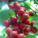 새순농장 이미지