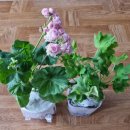 아리위드 이미지