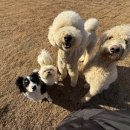 워킹앤워킹 애견유치원&애견호텔 이미지