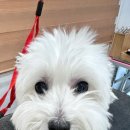 퍼피루시드 이미지