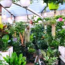 꽃집아재비 이미지