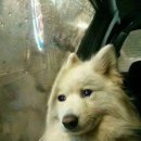 댕댕스토리 이미지