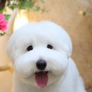 견공작소 이미지