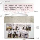 [대구/북구] 강아지 야외스냅 ‘노을애 사진관’ 벚꽃 스냅 후기