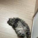 달봉이네 대연점 | 고양이 무마취미용 달봉이네 대연점 가격 내돈내산 후기!