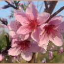 나무에서 핀 화려한 꽃 (4월의 화단 5) 이미지