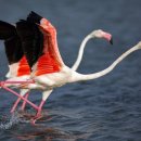 플라밍고 이미지