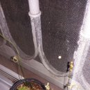 (구아바 마감)빨간 구아바 씨앗 2분, 식충식물인 스파튤라타 3분 이미지