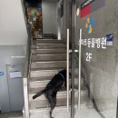 행복한동물병원 | 인천 과잉진료 없는 동물병원 추천 / 대형견 건강검진 비용 및 후기