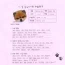 [#1286] 김콩(양측 슬개골탈구 G3)의 수술후기