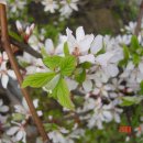 앵두나무우물가에 이미지