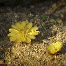 ◆(사진)신구대 식물원 &amp; ◆영휘원과 숭인원 이미지