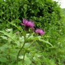 Thistle on the Wirye Mountain Road 이미지