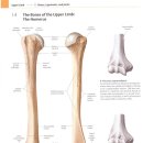 뼈의 5가지 모양에 따른 분류 이미지