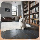 수현동물병원 | 청라 강아지분양 똑똑하게 선택하는 7가지 체크리스트