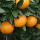 남원농장 이미지