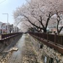 월영동211 | 창원 진해군항제 맛집 - 화인찜, 임자도, 동부회센타, 진해루 불꽃놀이 명당 카페추천, 해군사관학교...