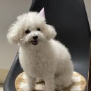옹심