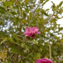 동백농원 이미지