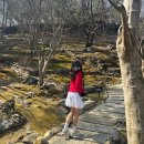 조선주막_앞2 | 3월 말 화담숲 후기 벚꽃 개화 후기 현황(2026년 3월 28일)