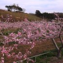 복사꽃피는마을 이미지