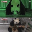 동물농장 이미지