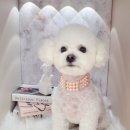 하니 그루밍( Hani Grooming) 이미지