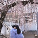 서울 인천 스냅사진 라리스냅 후기 커플스냅 너무 예뻤다 (벚꽃스냅)